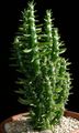   röd Krukväxter  ödslig kaktus Fil