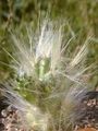   röd Krukväxter  ödslig kaktus Fil