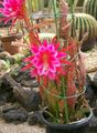 Cactus Sangle, Orchidée Cactus