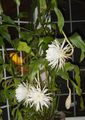   blanc des plantes en pot Cactus Sangle, Orchidée Cactus / Epiphyllum Photo