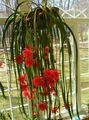   piros Szobanövények Szíj Kaktusz, Orchidea Kaktusz / Epiphyllum fénykép