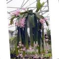   қызғылт үй өсімдіктер Geliotsereus кактус орман / Heliocereus Фото