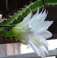   blanc des plantes en pot Soleil Cactus / Heliocereus Photo