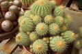  kollane Toataimed Copiapoa kõrbes kaktus Foto