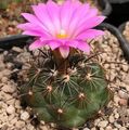  rose des plantes en pot Coryphantha le cactus du désert Photo
