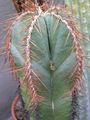 Fil Lemaireocereus Ödslig Kaktus beskrivning