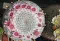   ピンク 屋内植物 老婦人サボテン、イボサボテン 砂漠のサボテン / Mammillaria フォト