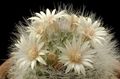 Vieux Cactus Dame, Mammillaria