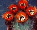   rood Kamerplanten Cob Cactus / Lobivia foto