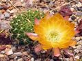   sárga Szobanövények Csutka Kaktusz / Lobivia fénykép