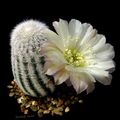   бял Интериорни растения Кочан Кактус пустинен кактус / Lobivia снимка