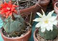   vit Krukväxter Matucana ödslig kaktus Fil