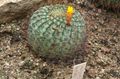   žltá Vnútorné Rastliny Matucana pustý kaktus fotografie