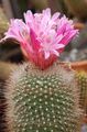   ružová Vnútorné Rastliny Matucana pustý kaktus fotografie