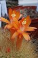   narancs Szobanövények Matucana sivatagi kaktusz fénykép