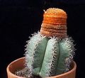   rosa Le piante domestiche Turks Head Cactus / Melocactus foto