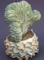   balts Māja Augi Zila Svece, Melleņu Kaktuss / Myrtillocactus Foto