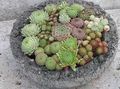  розов Интериорни растения Къща Праз сукуленти / Sempervivum снимка