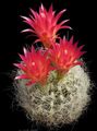   rouge des plantes en pot Neoporteria le cactus du désert Photo