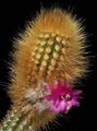   bleikur inni plöntur Oreocereus eyðimörk kaktus mynd