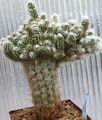   rosa Le piante domestiche Oreocereus il cactus desertico foto