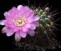   blanc des plantes en pot Sulcorebutia le cactus du désert Photo