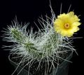   gulur inni plöntur Tephrocactus eyðimörk kaktus mynd