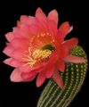   червен Интериорни растения Trichocereus пустинен кактус снимка