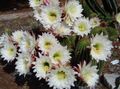  hvid Indendørs Planter Trichocereus ørken kaktus Foto