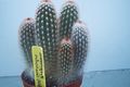   wit Kamerplanten Haageocereus woestijn cactus foto