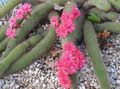   růžový Pokojové rostliny Haageocereus pouštní kaktus fotografie