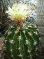 Fil Hamatocactus Ödslig Kaktus beskrivning