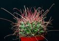   黄 室内植物 Hamato仙人掌 沙漠中的仙人掌 / Hamatocactus 照