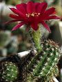   бордовый Комнатные Растения Хамецереус кактус пустынный / Chamaecereus Фото