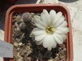   белый Комнатные Растения Хамецереус кактус пустынный / Chamaecereus Фото
