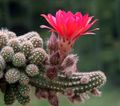   粉红色 室内植物 花生仙人掌 沙漠中的仙人掌 / Chamaecereus 照