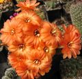   оранжевый Комнатные Растения Хамецереус кактус пустынный / Chamaecereus Фото