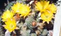   rumena Sobne Rastline Arašidovo Kaktus / Chamaecereus fotografija