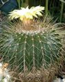   бял Интериорни растения Eriocactus пустинен кактус снимка
