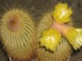   κίτρινος Εσωτερικά φυτά Eriocactus κάκτος της ερήμου φωτογραφία