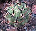   rózsaszín Szobanövények Eriosyce sivatagi kaktusz fénykép