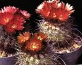   sarkans Māja Augi Eriosyce tuksnesis kaktuss Foto