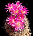   rosa Topfpflanzen Eriosyce wüstenkaktus Foto