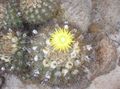   黄 室内植物 Eriosyce 沙漠中的仙人掌 照