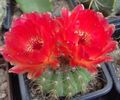   kırmızı Kapalı bitkiler Top Kaktüs / Notocactus fotoğraf