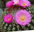   roosa Toataimed Palli Kaktus / Notocactus Foto