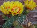   geltonas Vidinis augalai Dygliuotas Kriaušių dykuma kaktusas / Opuntia Nuotrauka