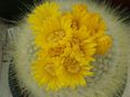   sárga Szobanövények Hüvelyk Matyi sivatagi kaktusz / Parodia fénykép