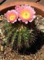   ροζ Εσωτερικά φυτά Κοντορεβιθούλης κάκτος της ερήμου / Parodia φωτογραφία