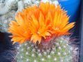   oráiste Plandaí faoi Dhíon Tom Ordóg cactus desert / Parodia Photo